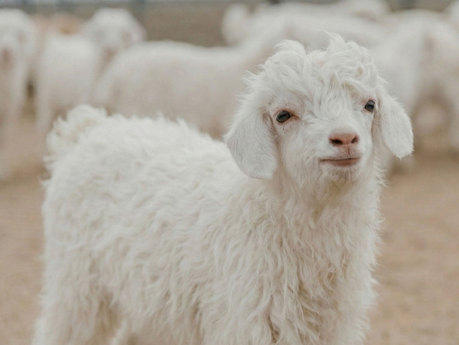 Baby Goat Cashmere: Soft Gold