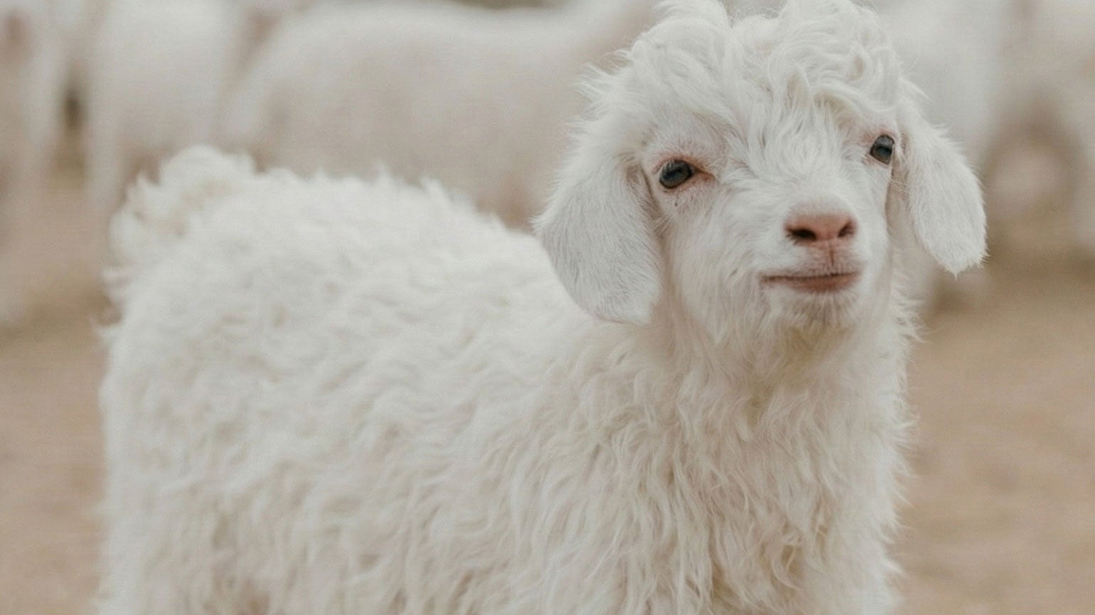 Baby Goat Cashmere: Soft Gold