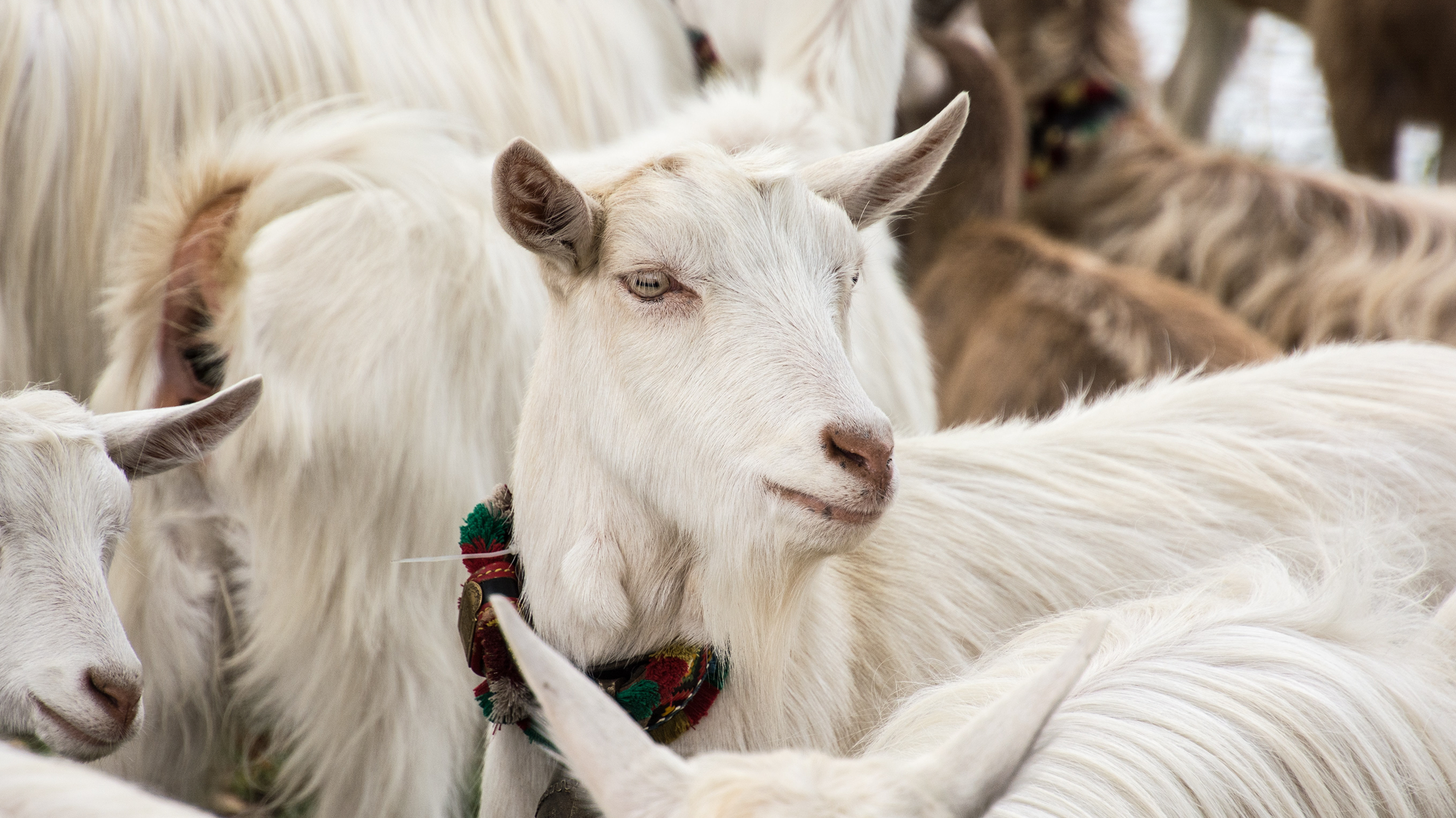 Baby Goat Cashmere: Soft Gold