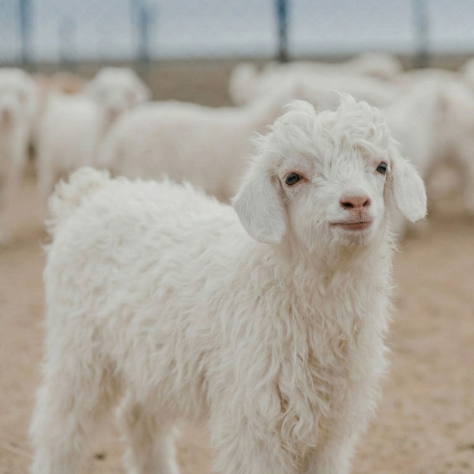 Baby Goat Cashmere: Soft Gold