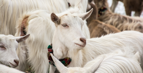 Baby Goat Cashmere: Soft Gold